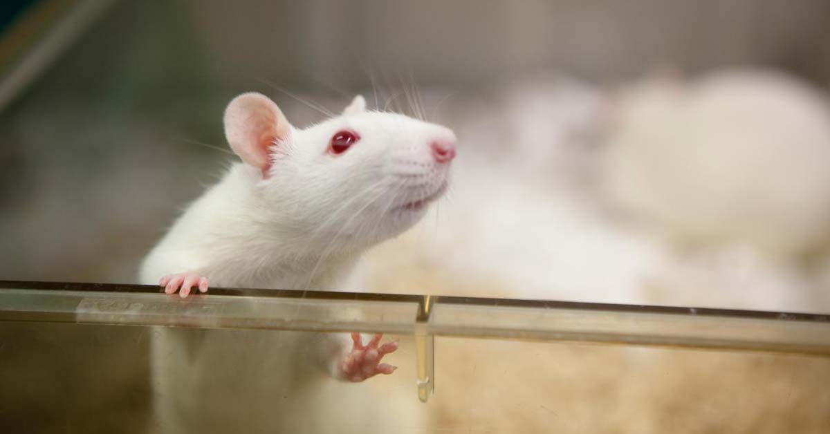 Terminalia superba extract neutralizes paracetamol induced hepatotoxicity in rats