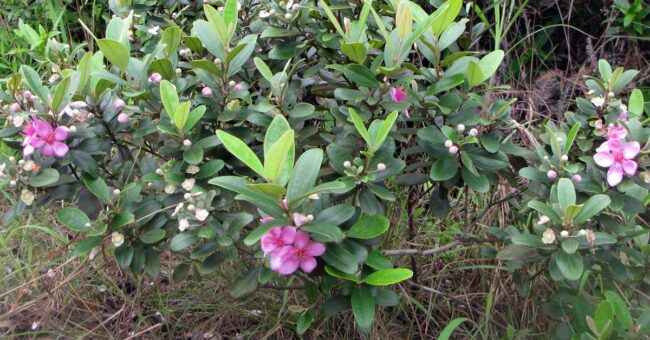 Nano herbal Haramonting – Future Drug for Pre-Eclampsia