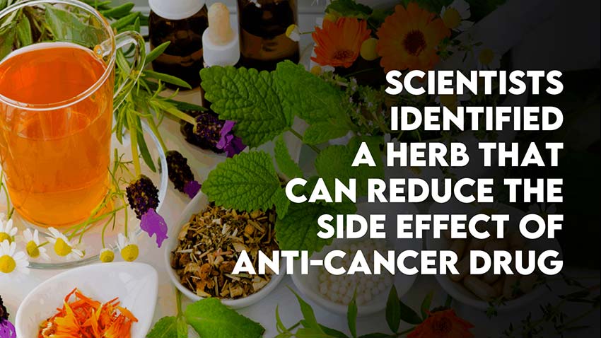 Scientists identified a herb that can reduce the side effect of anti-cancer drug